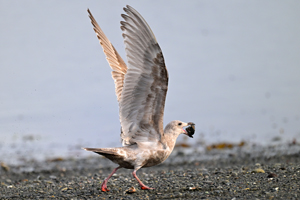 Glaucous-winged Gull